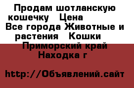 Продам шотланскую кошечку › Цена ­ 10 000 - Все города Животные и растения » Кошки   . Приморский край,Находка г.